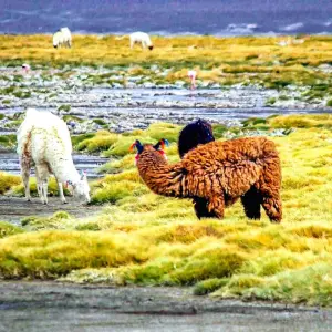 Explore Tailor-Made 10-Day Best Bolivia Tour, Daily Depart & Private Guide for 10 days with Agate Travel and discover unforgettable experiences - Photo 3