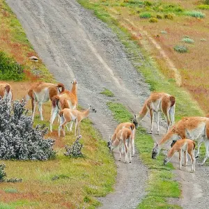 Explore Private Chile Tour to Lakes District & Patagonia with Rafting and Trekking for 12 days with Agate Travel and discover unforgettable experiences - Photo 6