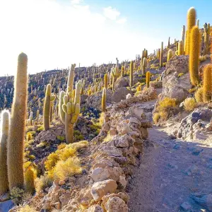 Explore Tailor-Made 8 Days Bolivia Trip with Daily Departure & Private Guide for 8 days with Agate Travel and discover unforgettable experiences - Photo 8