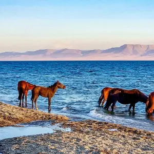 Explore Customized Kyrgyzstan Adventure with Private Guide & Daily Departure for 11 days with Agate Travel and discover unforgettable experiences - Photo 11