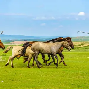 Explore Customized 4-day Mongolia Gobi Desert Tour with Private Guide & Driver for 4 days with Agate Travel and discover unforgettable experiences - Photo 5