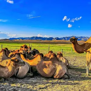 Explore Customized 4-day Mongolia Gobi Desert Tour with Private Guide & Driver for 4 days with Agate Travel and discover unforgettable experiences - Photo 7