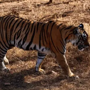 Explore 4 Days Golden Triangle with Ranthambore Tiger Safari with Taj Mahal Sunrise/Sunset for 4 days with Agra Taj Visit and discover unforgettable experiences - Photo 7