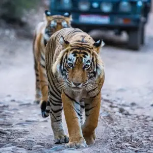 Explore 4 Days Golden Triangle with Ranthambore Tiger Safari with Taj Mahal Sunrise/Sunset for 4 days with Agra Taj Visit and discover unforgettable experiences - Photo 8