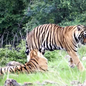 Explore 8 Days Golden Triangle Tour with Ranthambore(Tigers and Taj Mahal Sunrise/Sunset) for 8 days with Agra Taj Visit and discover unforgettable experiences - Photo 10