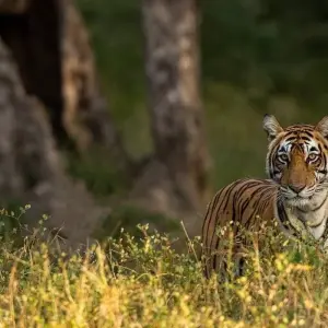 Explore Adventurous Rajasthan Tour With Wildlife {Taj Mahal Sunset and Sunrise-10 Days} for 10 days with Agra Taj Visit and discover unforgettable experiences - Photo 11