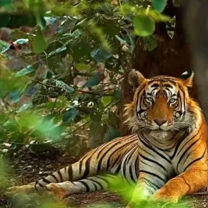 Explore 6 Days Golden Triangle Tour with Ranthambore Tigers and Taj Mahal Sunset/Sunrise for 6 days with Agra Taj Visit and discover unforgettable experiences - Photo 3