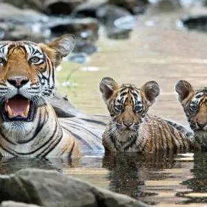 Explore 6 Days Golden Triangle Tour with Ranthambore Tigers and Taj Mahal Sunset/Sunrise for 6 days with Agra Taj Visit and discover unforgettable experiences - Photo 7