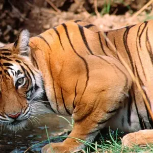 Explore Golden Triangle Tour with Ranthambore for 5 days with Agra Taj Visit and discover unforgettable experiences - Photo 9