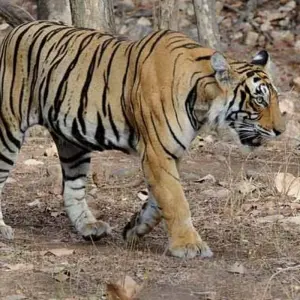 Explore Golden Triangle Tour with Ranthambore & Varanasi Tour for 7 days with Agra Taj Visit and discover unforgettable experiences - Photo 8