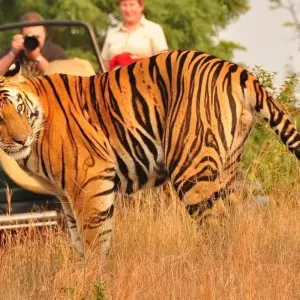 Explore Golden Triangle Tour with Ranthambore for 5 days with Agra Taj Visit and discover unforgettable experiences - Photo 11