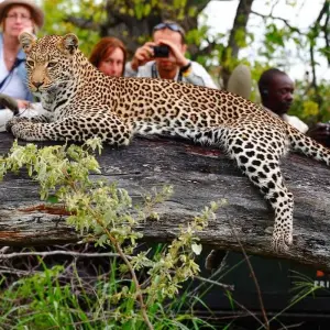 Explore Golden Triangle Tour with Leopard Safari & Taj Mahal Sunrise for 5 days with Agra Taj Visit and discover unforgettable experiences - Photo 9