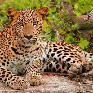 Explore Golden Triangle Tour with Leopard Safari & Taj Mahal Sunrise for 5 days with Agra Taj Visit and discover unforgettable experiences - Photo 10