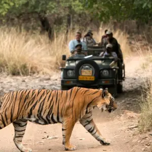 Explore 6 Days Golden Triangle Tour with Ranthambore Tigers and Taj Mahal Sunset/Sunrise for 6 days with Agra Taj Visit and discover unforgettable experiences - Photo 11