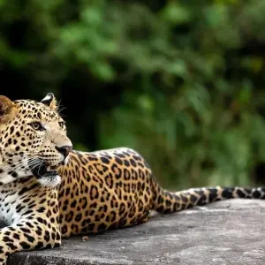 Explore Golden Triangle Tour with Leopard Safari & Taj Mahal Sunrise for 5 days with Agra Taj Visit and discover unforgettable experiences - Photo 11