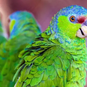 Explore Tailor-Made 8-Day Ecuador Amazon Jungle Adventure, Daily Starts for 8 days with Agate Travel and discover unforgettable experiences - Photo 5