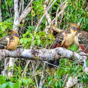 Explore Tailor-Made 8-Day Ecuador Amazon Jungle Adventure, Daily Starts for 8 days with Agate Travel and discover unforgettable experiences - Photo 7