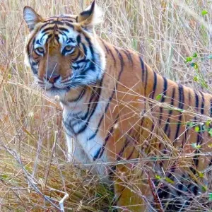 Explore Golden Triangle Tour with Ranthambore Tigers and Taj Mahal Sunrise/Sunset 7 Days for 7 days with Agra Taj Visit and discover unforgettable experiences - Photo 11