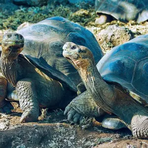 Explore Tailor-Made Best Ecuador Tour, Private Driver Guide & Daily Start for 13 days with Agate Travel and discover unforgettable experiences - Photo 11