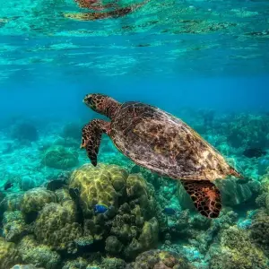 Explore Tailor-Made Best Maldives Tour with Daily Departure & Private Guide for 5 days with Agate Travel and discover unforgettable experiences - Photo 2