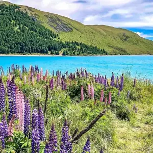 Explore South Island Essence Coach Tour for 5 days with Agate Travel and discover unforgettable experiences - Photo 9