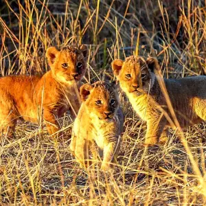 Explore Tailor-Made Private Zimbabwe Victoria Falls Adventure, Daily Departure for 5 days with Agate Travel and discover unforgettable experiences - Photo 2