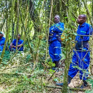 Explore Tailor-Made Best Rwanda Tour, Daily Departure & Private Trip for 8 days with Agate Travel and discover unforgettable experiences - Photo 2