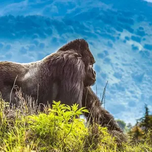 Explore Tailor-Made Best Rwanda Tour, Daily Departure & Private Trip for 8 days with Agate Travel and discover unforgettable experiences - Photo 3