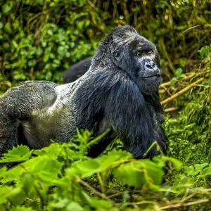Explore Tailor-Made Private Rwanda Gorilla Trip with Daily Departure for 4 days with Agate Travel and discover unforgettable experiences - Photo 4