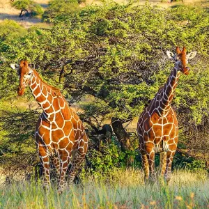 Explore Tailor-Made Private Zimbabwe Victoria Falls Adventure, Daily Departure for 5 days with Agate Travel and discover unforgettable experiences - Photo 7