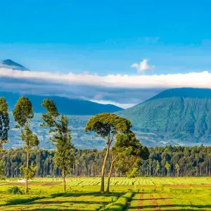 Explore Tailor-Made Private Rwanda Gorilla Trip with Daily Departure for 4 days with Agate Travel and discover unforgettable experiences - Photo 8