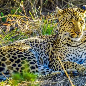 Explore Tailor-Made Private Zimbabwe Victoria Falls Adventure, Daily Departure for 5 days with Agate Travel and discover unforgettable experiences - Photo 9