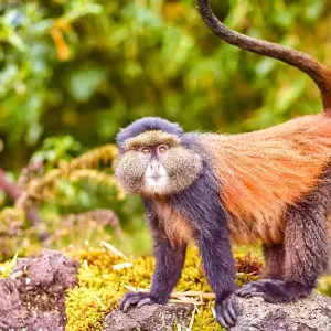 Explore Tailor-Made Best Rwanda Tour, Daily Departure & Private Trip for 8 days with Agate Travel and discover unforgettable experiences - Photo 10