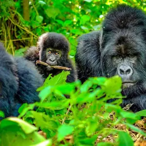 Explore Tailor-Made Private Rwanda Gorilla Trip with Daily Departure for 4 days with Agate Travel and discover unforgettable experiences - Photo 11