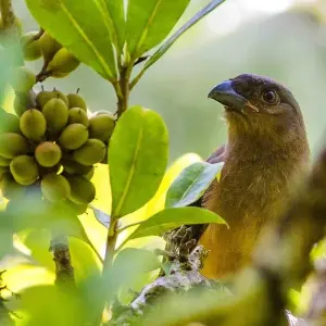 Explore Customized Malaysia Borneo Wildlife Adventure, Daily Start for 10 days with Agate Travel and discover unforgettable experiences - Photo 5