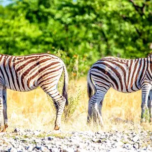 Explore Tailor-Made Best Namibia Family Tours with Safari, Private Guide for 8 days with Agate Travel and discover unforgettable experiences - Photo 4