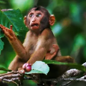 Explore Customized Malaysia Borneo Wildlife Adventure, Daily Start for 10 days with Agate Travel and discover unforgettable experiences - Photo 10