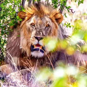 Explore Tailor-Made Best Namibia Family Tours with Safari, Private Guide for 8 days with Agate Travel and discover unforgettable experiences - Photo 9