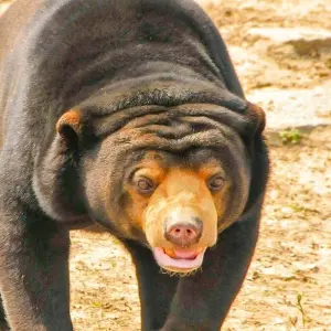 Explore Customized Malaysia Borneo Wildlife Adventure, Daily Start for 10 days with Agate Travel and discover unforgettable experiences - Photo 11