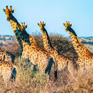 Explore Tailor-Made Best Namibia Family Tours with Safari, Private Guide for 8 days with Agate Travel and discover unforgettable experiences - Photo 11