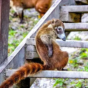 Explore Tailor-Made Best Guatemala Family Tour, Daily Depart & Private Car for 8 days with Agate Travel and discover unforgettable experiences - Photo 3