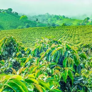 Explore Tailor-Made Best Guatemala Family Tour, Daily Depart & Private Car for 8 days with Agate Travel and discover unforgettable experiences - Photo 7