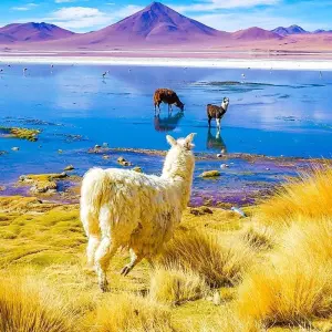 Explore Tailor-Made Peru & Bolivia Tour with Daily Departure & Private Guide for 13 days with Agate Travel and discover unforgettable experiences - Photo 7