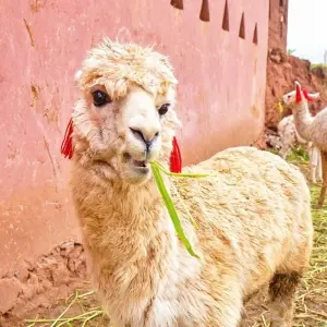 Explore Tailor-Made Private Tour to Brazil and Peru with Daily Departure for 12 days with Agate Travel and discover unforgettable experiences - Photo 7