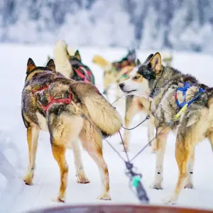 Explore Tailor-Made Finland Northern Lights Private Tour for 4 days with Agate Travel and discover unforgettable experiences - Photo 7