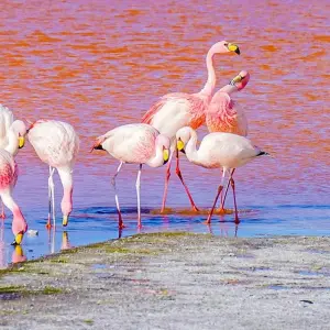 Explore Tailor-Made Peru & Bolivia Tour with Daily Departure & Private Guide for 13 days with Agate Travel and discover unforgettable experiences - Photo 11