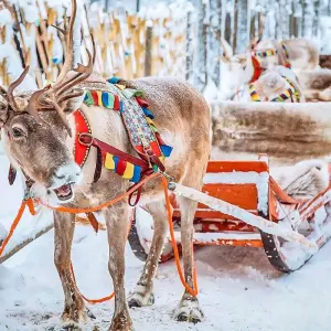 Explore Tailor-Made Finland Northern Lights Private Tour for 4 days with Agate Travel and discover unforgettable experiences - Photo 11