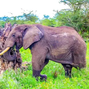 Explore Tailor-Made Private Angola Tour to Luanda & Kalandula Falls, Daily Start for 6 days with Agate Travel and discover unforgettable experiences - Photo 4