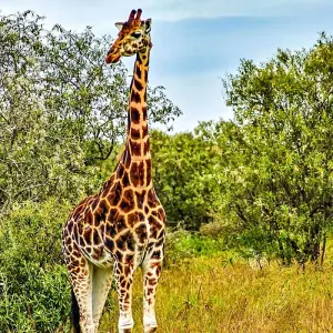 Explore Private Best Angola Family Tour with Waterfalls & Wild Animals for 9 days with Agate Travel and discover unforgettable experiences - Photo 5
