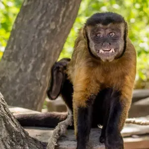 Explore Tailor-Made Adventure to Enchanting Guyana with Daily Departure for 9 days with Agate Travel and discover unforgettable experiences - Photo 8